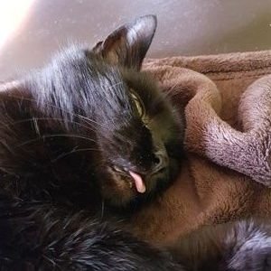 Demokrat___'s profile picture. 