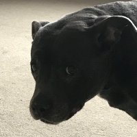 Stinkleg Inspector (@fatalfibers) 's Twitter Profile