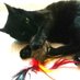 Katzen-Fratzen (@fratzenkatze) Twitter profile photo