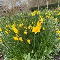 Bacon of hope 🥓🌈 (@bacon_of5588) 's Twitter Profile