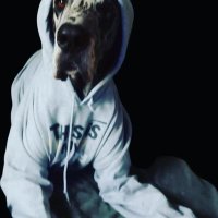 Reed the Goofy Great Dane & Benji ❤ (@simplypets2020) 's Twitter Profile
