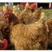 myfarmstand (@myfarmstand) Twitter profile photo myfarmstand (@myfarmstand) Twitter profile photo
