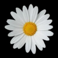 NG (@daisy_a_lot) Twitter profile photo