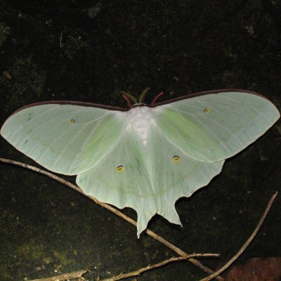 14rai29's profile picture. 妻を子宮頸がんで亡くした寡。自身も肺がん手術済。HPVワクチン打った方を褒めまくります。男子も「自分のために」ワクチン打ってほしい。医療関係者ではありません。
他に虫メインで妖、病等雑多。理想社会は「夜道の明るい江戸時代」。たまに入院します。#HPVワクチン　#男子への定期接種化ハヨ　#死別　#夜道の明るい江戸時代