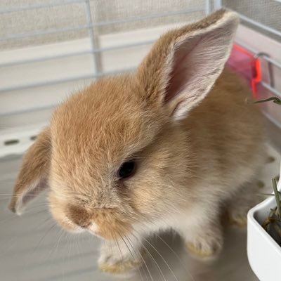 メープルの成長記録🌱2023.5.17生まれ ホーランドロップの女の子🥕無言フォロー大歓迎✨うさぎ垢さんは100%フォロバさせていただきます💕またこちらも無言フォロー失礼します🐰先代ネザーは5年前11歳でお月様の元へ🌙 #バニーズエンターテインメント
