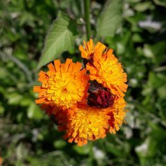 RojosTabea's profile picture. Asyl, jederzeit und immer wieder, aber Asyl und nicht ungebremste Einwanderung.