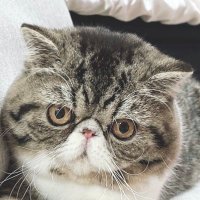 エキゾのエキゾウ (@ekizonoekizou) Twitter profile photo