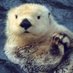 La Loutre Sur-le-qui-vive (@laloutre39705) Twitter profile photo La Loutre Sur-le-qui-vive (@laloutre39705) Twitter profile photo
