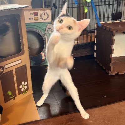 daikimizurun's profile picture. 動物・アイドル・Jリーグ好きなアラフォー女。好きなものだけにお金と時間を使う。好きなチームたくさん！兼サポ無理ーな人はご遠慮くださいまし(人 •͈ᴗ•͈)🇫🇷💚🐟⚡️🦵♦️🐬💙❤️2025年も30試合以上現地観戦が目標！🏟