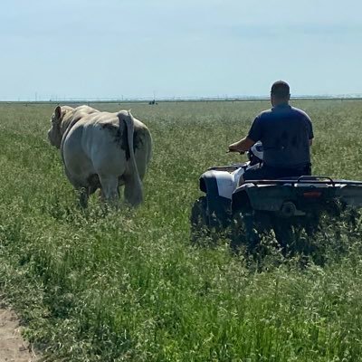 Coyote Flats Charolais