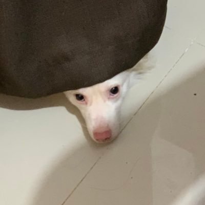 KyleCariaga17's profile picture. I'm kyle that's the only thing you need to know.             YT Channel: https://t.co/lQVcyHppG4