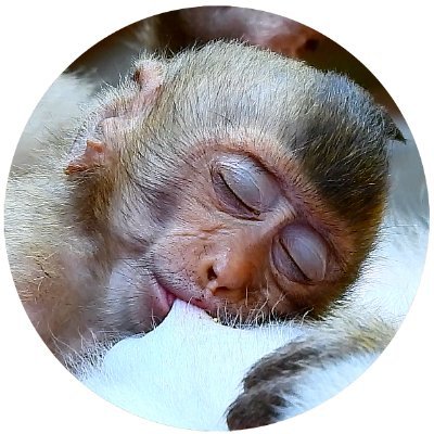 plongreaksmey1's profile picture. We love monkeys