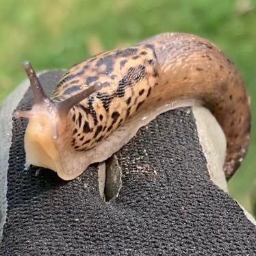 reese_geese's profile picture. they/he🏳️‍⚧️| abolitionist | anarchist