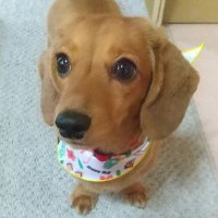 きなこちゃん (@ushiatamatama) Twitter profile photo