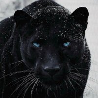 ⚜️✝️🇫🇷Neojack2159🇫🇷✝️⚜️ (@neojack2159r) 's Twitter Profile