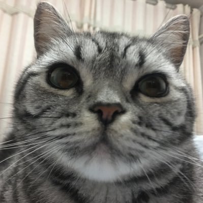 Oriharatatsu's profile picture. マモ L&P FCer/浅にぃ过激同担拒否/刘畅木法沙圈地自萌/舞台演劇/メサイア/盗墓笔记十三年老人/中国語注意 日本語勉強中/無言フォローで失礼します