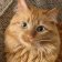 One-brain-cell-orange-cat (@CellBrain33889) Twitter profile photo
