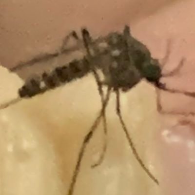 jet_hy's profile picture. Jet