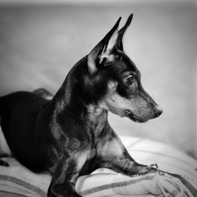 Gpmom4's profile picture. Animal Lover