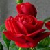 khalid (@khalid660038200) Twitter profile photo khalid (@khalid660038200) Twitter profile photo