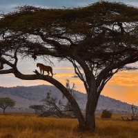 Hello Africa Safaris(@africamarula_AF) 's Twitter Profile Photo