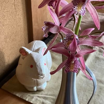 comaru43's profile picture. あちこち散歩してくるのが好きです🐈