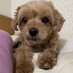 pikotto (@pikotto1880) Twitter profile photo pikotto (@pikotto1880) Twitter profile photo