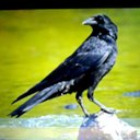 Zyril-George Rodas (youngercrow) - @ziggyzyril - Twitter