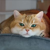 Brown Bear (@nutellabear) 's Twitter Profile