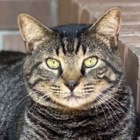 ShadowShadow (@shadowshad80914) 's Twitter Profile