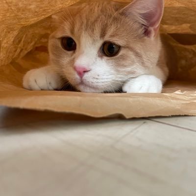 MARO20230624's profile picture. FANTASTICS箱推し40↑♡🐥👑♡八木勇征くん♡澤本夏輝くん♡無言フォローぜひ！無言フォロー失礼します🫣💕みなさまよろしくお願いします💫