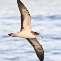 Seabirding of Japan (@seabirdingjp) 's Twitter Profile Photo Seabirding of Japan (@seabirdingjp) 's Twitter Profile Photo