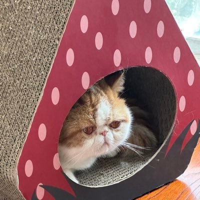 nccn1995's profile picture. 