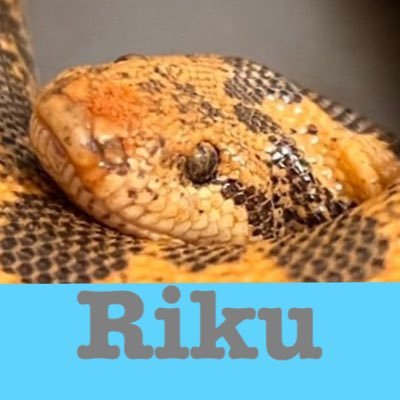 生き物とゲームと映画が好き。2級愛玩動物飼養管理士、ペットショップ店員、現在B1、YouTubeやってます↓