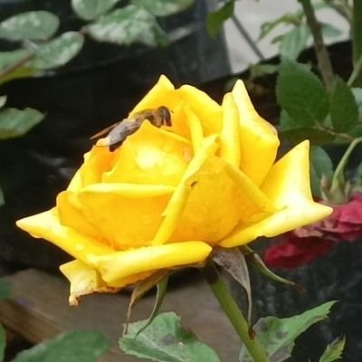 chatt_77's profile picture. 