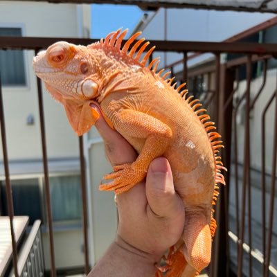 爬虫類の沼にどっぷり浸かってます笑 もちろん爬虫類以外にも色々なペット飼育してます! 宜しくお願い致します🤲