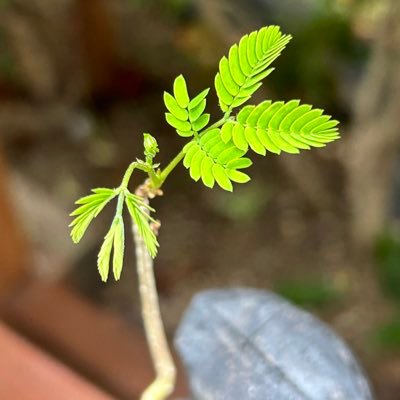 furusatohanatsu's profile picture. 昆虫、生き物、植物、里山、里海や良い風景などを投稿できればと思います🌱誤同定は教えていただけると助かります。