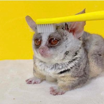 Minoura923's profile picture. 箕浦です。名古屋在住
#アメスタ

Twitterはじめました。