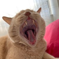 HarlequinJames (@harlequinjaymes) 's Twitter Profile Photo HarlequinJames (@harlequinjaymes) 's Twitter Profile Photo