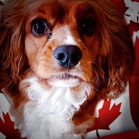 Lovely Lady 🇨🇦(@Lovely_Lady_Pup) 's Twitter Profile Photo