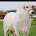ఒంగోలు గిత్త 🐂 (@ongolescorpio) Twitter profile photo ఒంగోలు గిత్త 🐂 (@ongolescorpio) Twitter profile photo