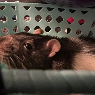 danhfulton's profile picture. 