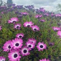 Efecan3106 (@efecan31069) 's Twitter Profile