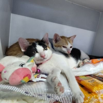 หลูเหว่ยเวยเวย