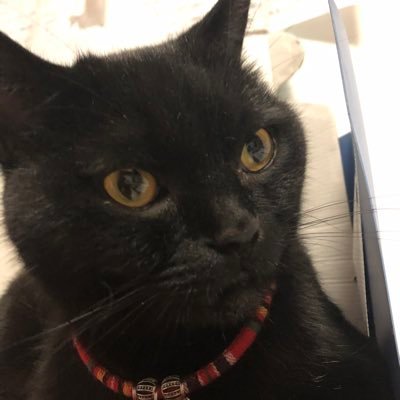 robert365li's profile picture. 夜话 每周六周日晚八点，马特 discord 自由二台