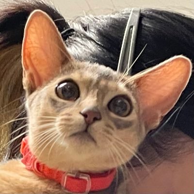 ShiChuanさんのプロフィール画像