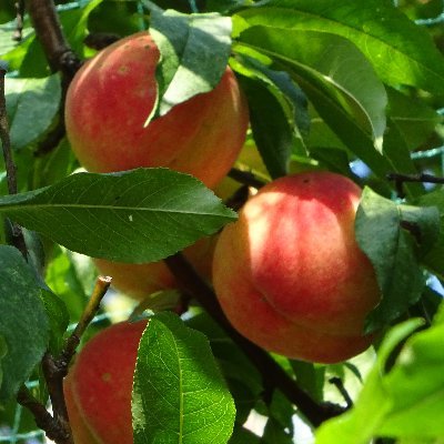 綱島地区センターからのお知らせ(主催・共催する講座情報など)をつぶやきます。なお、本アカウント宛のご意見やご質問などのTweetについては、原則としてお答えいたしませんので、ご了承ください。お問い合わせは、045-531-5711までお願いします。