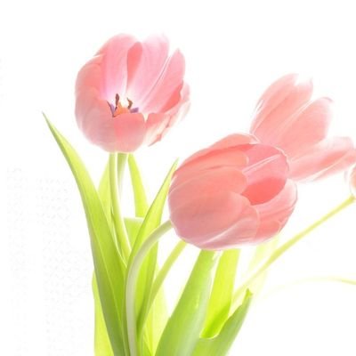 tulip1031s Profile Picture