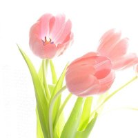 ❀ treetop ❀ (@tulip1031s) 's Twitter Profile Photo ❀ treetop ❀ (@tulip1031s) 's Twitter Profile Photo