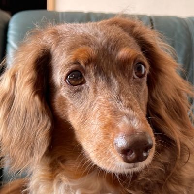 haramakigogo's profile picture. ＠livraison1 ちょこまる🐶のザブ垢です😆山林🌳畑🍆食🍅バイク🏍自動車🚘旅😁6代目🐶ちょこ丸君 #ダックス 心の声をつぶやきます🤫 4世代と🐶同居👨‍👩‍👧‍👧隠居修行中🤔歴代わんこは #スピッツ #ビーグル #ハスキー #ゴールデン #雑種 😵‍💫DMはご勘弁下さい